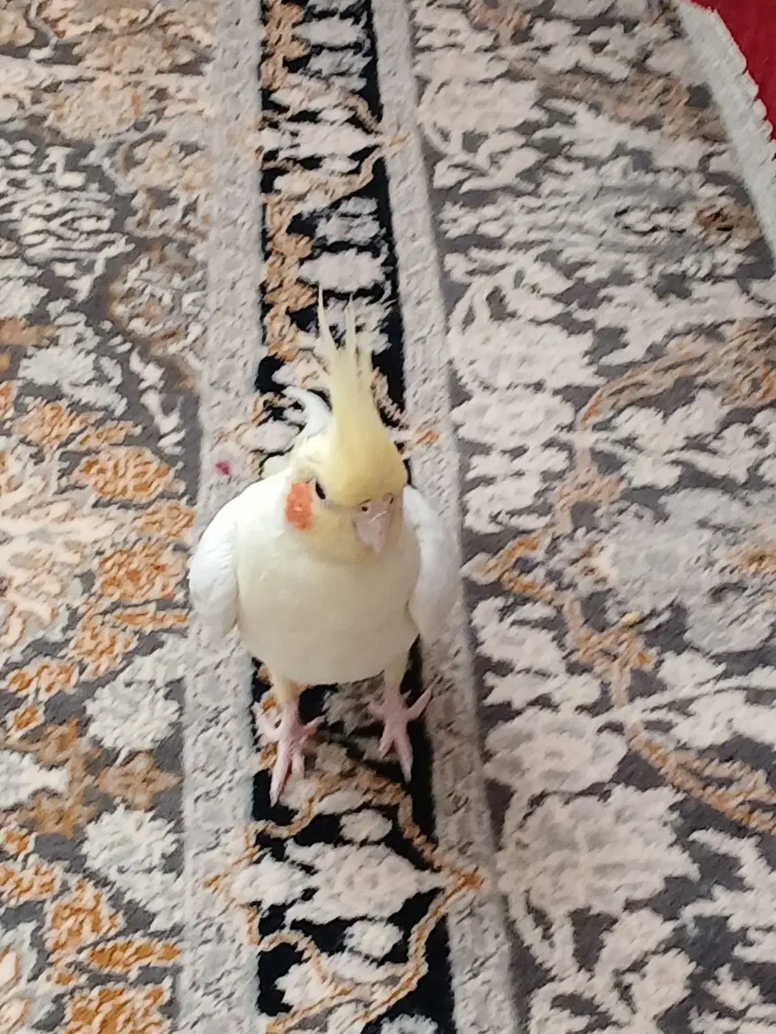 عروس هلندی دستی|پرنده|تربت جام, شاهد|دیوار