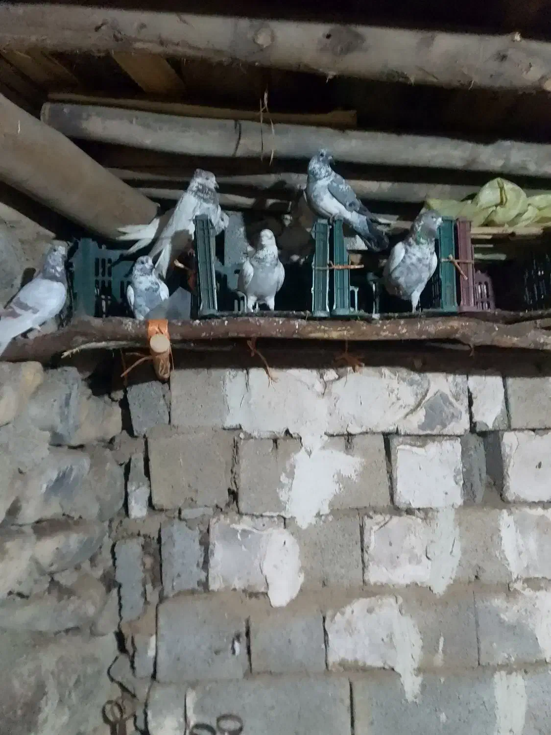 3000000|پرنده|سیلوانه, |دیوار