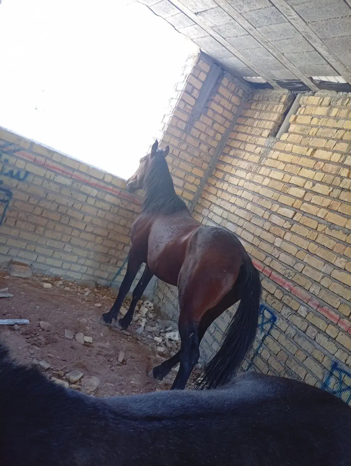 اسب نریان|اسب و تجهیزات اسب‌سواری|سپیدان, |دیوار