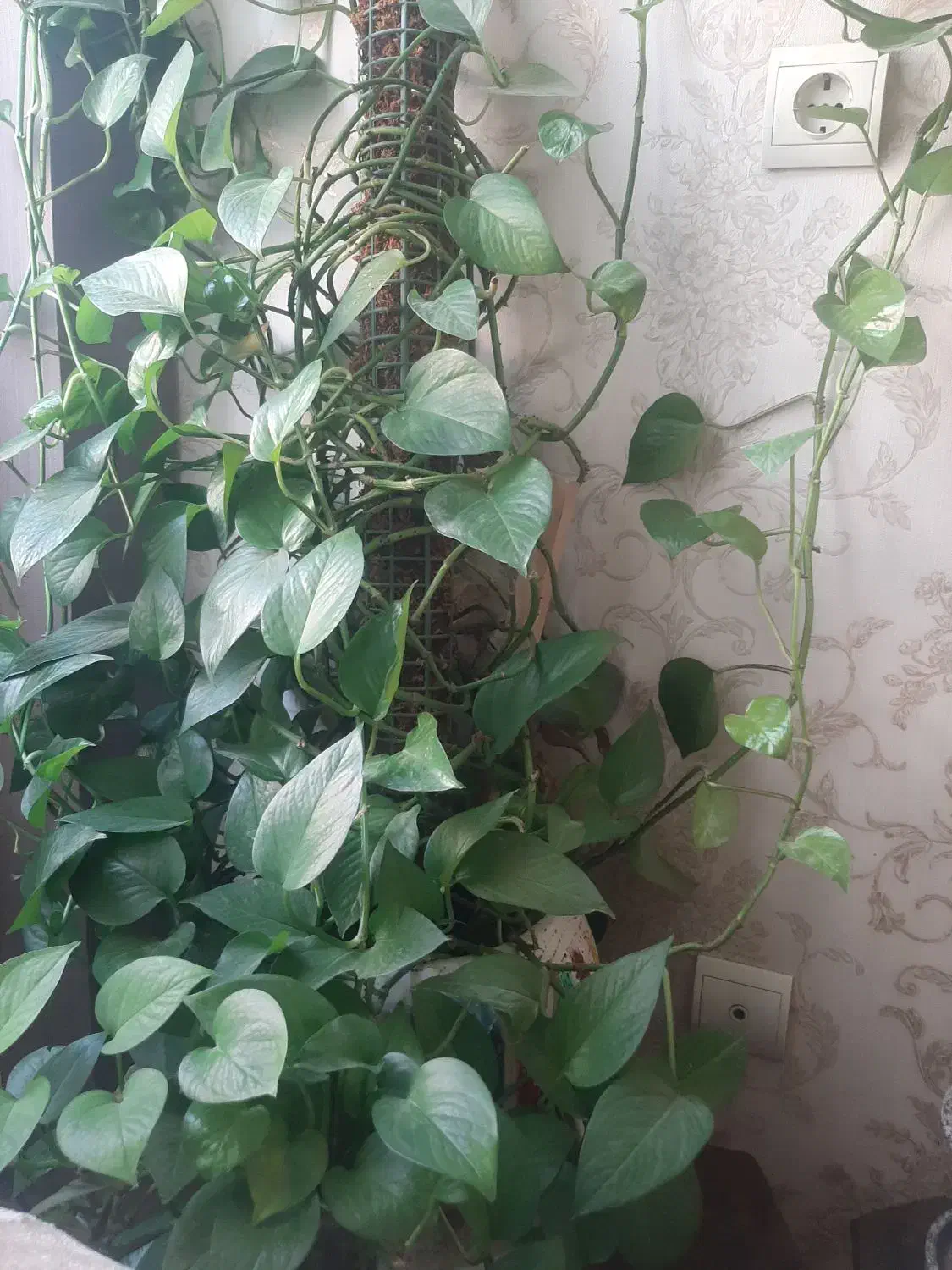 گل پتوس|گل و گیاه طبیعی|محمدیه-قزوین, |دیوار