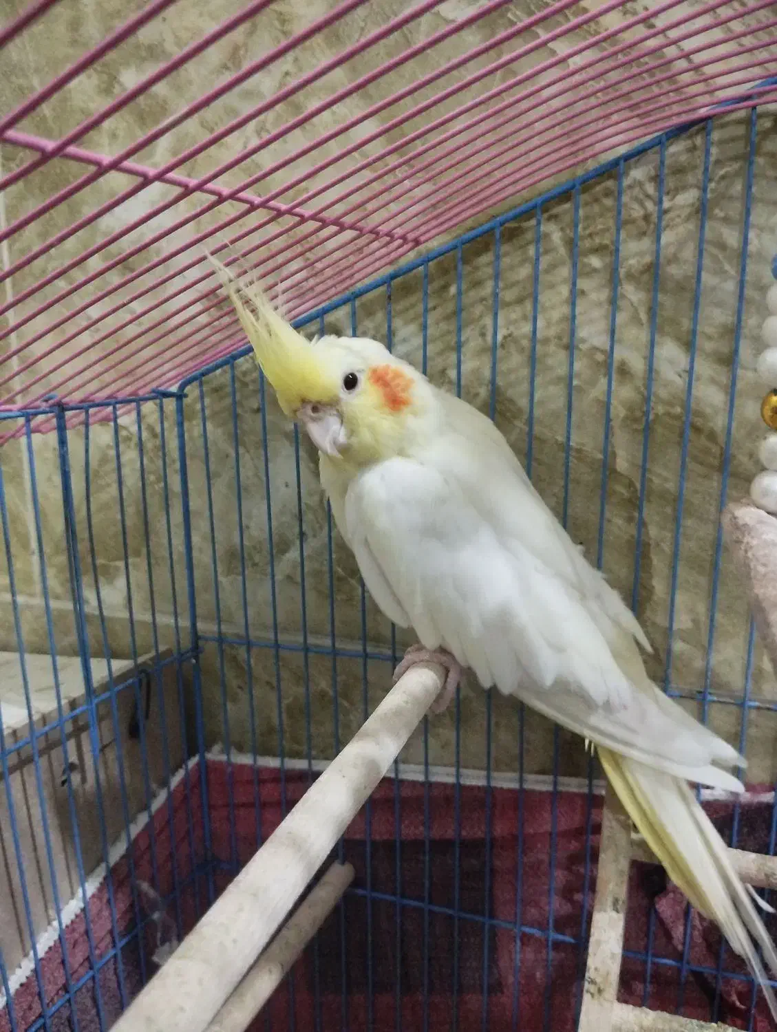 عروس هلندی لوتینو نر|پرنده|بندر ماهشهر, |دیوار