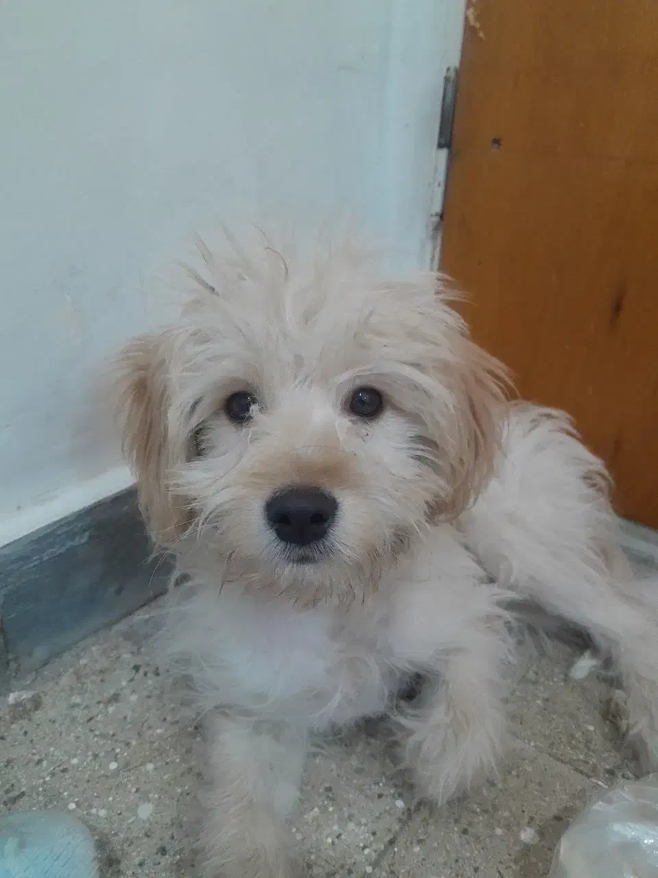 سگ خانگی|سگ|قم, شاه ابراهیم|دیوار