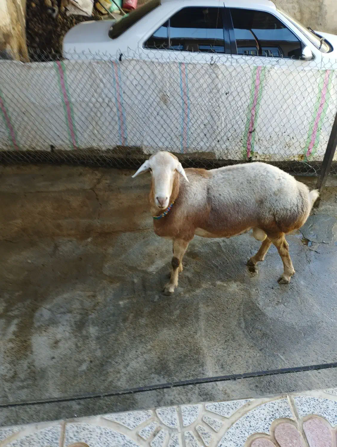 قوچ چینی اصیل|حیوانات مزرعه|دینور, |دیوار