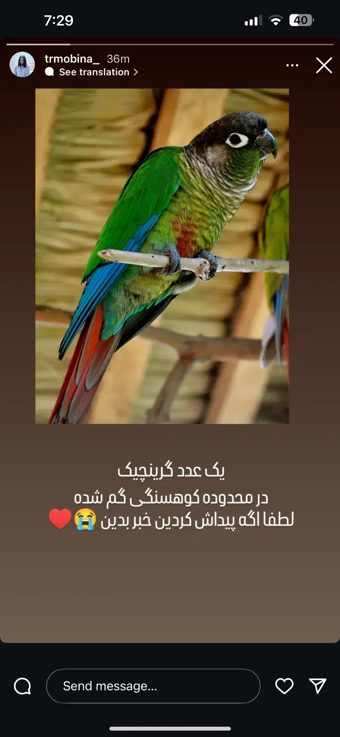 یک عدد گرینچیک در محدوده کوهسنگی گم شده|حیوانات|مشهد, شهید بهشتی|دیوار