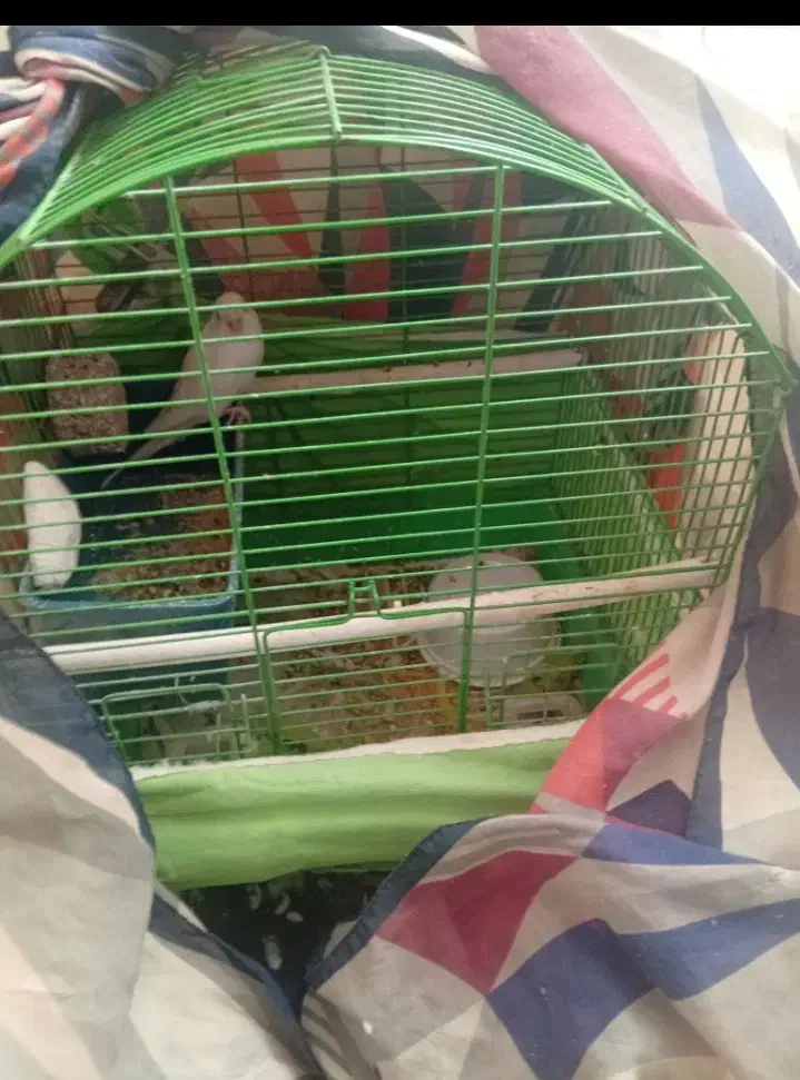 مرغ عشق پرنده|پرنده|قزوین, |دیوار