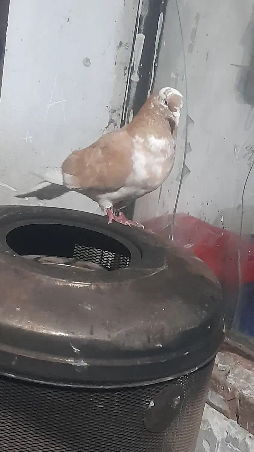 کفتر|پرنده|انزل, |دیوار