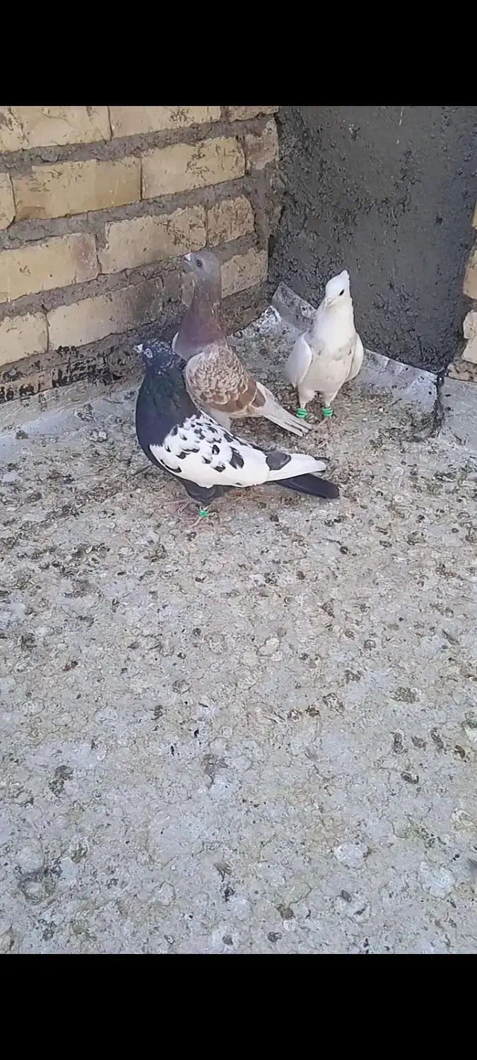 کبوتر رنگه جفت نر کاکولی|پرنده|سلیمان, |دیوار