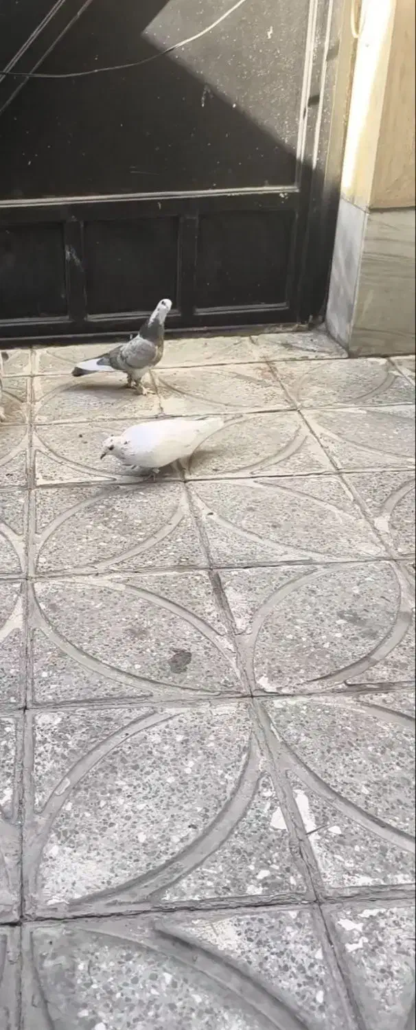 کبوتر|حیوانات|بروجرد, |دیوار