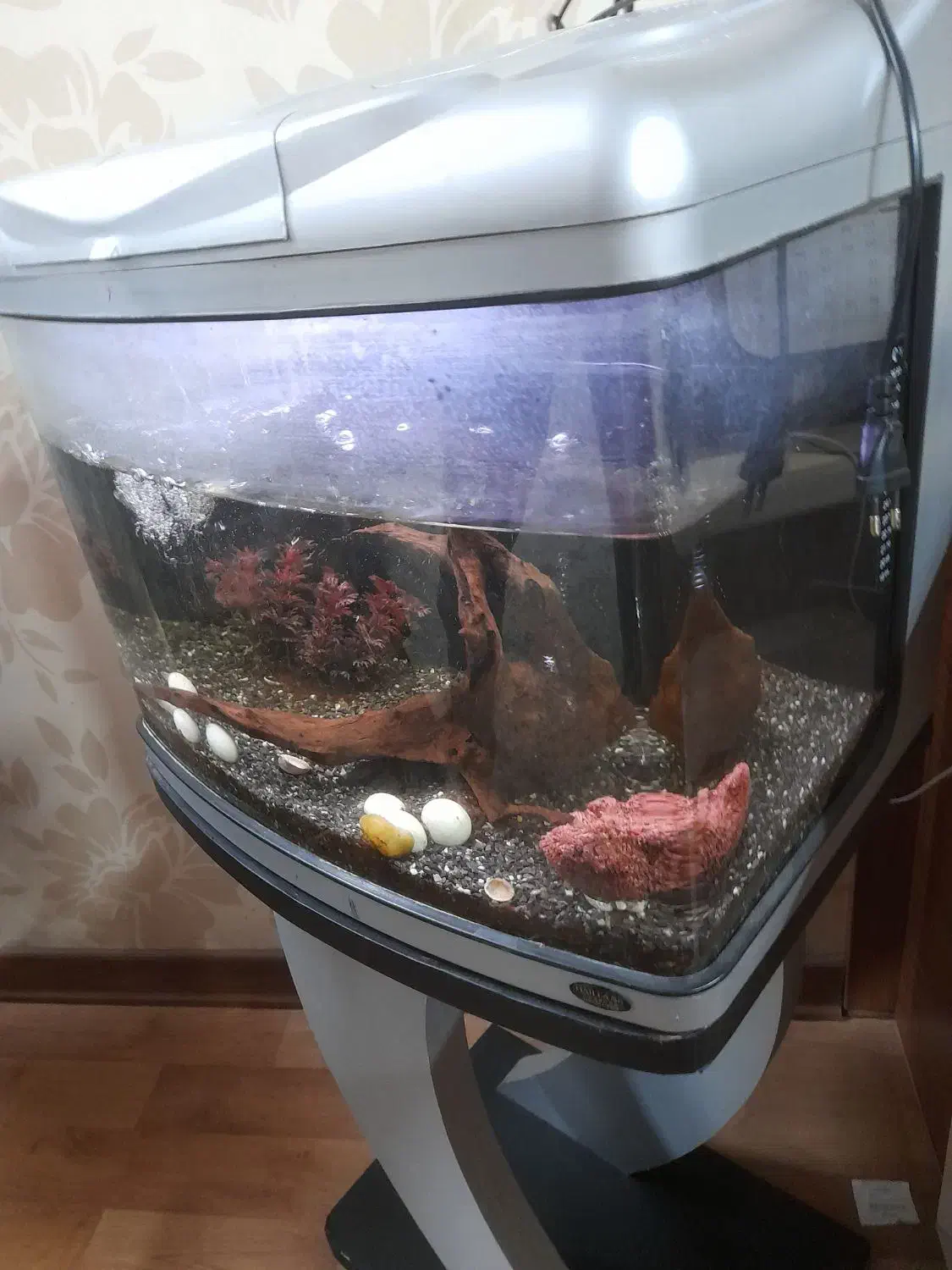 آکواریوم سام نونو|ماهی|اصفهان, حسین‌آباد|دیوار