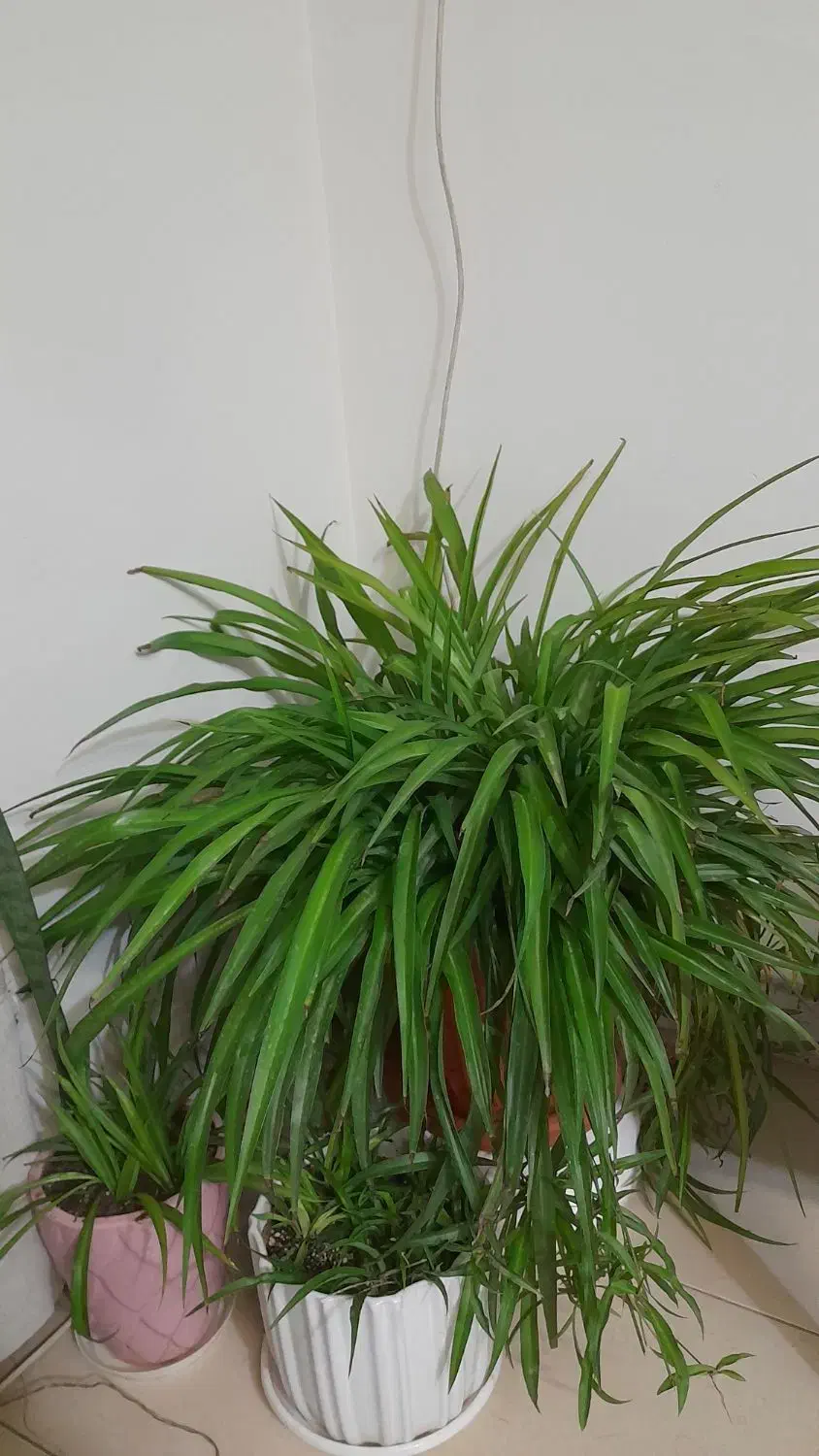 گل اپارتمانی|گل و گیاه طبیعی|پردیس, فاز ۲|دیوار