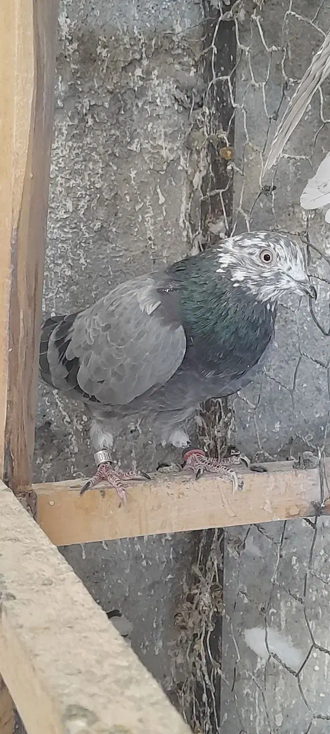 کبوتر بگرد|پرنده|شهرکرد, |دیوار