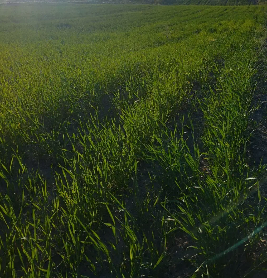 گندم دیم|لوازم جانبی حیوانات|مشهد, محمدآباد|دیوار