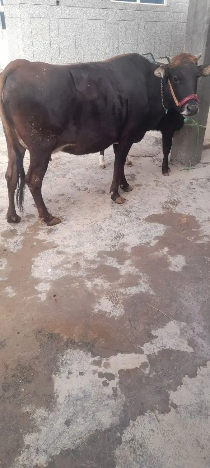 دام|حیوانات مزرعه|ارمند, |دیوار