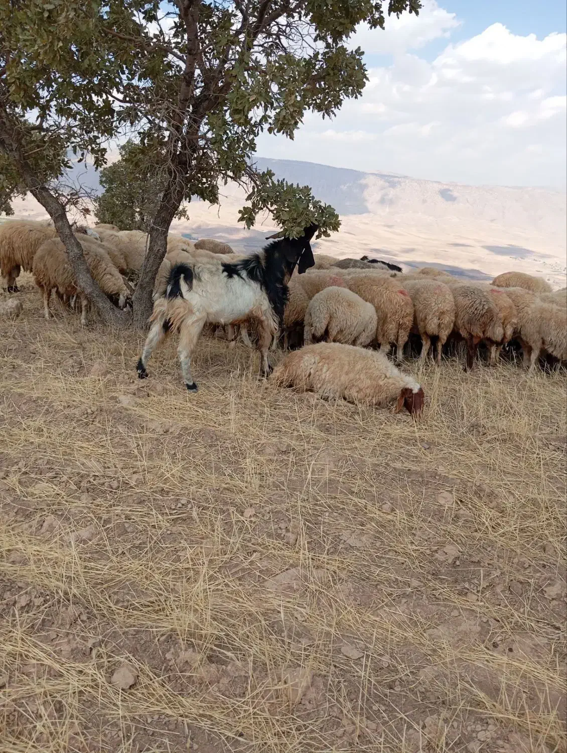 یه عدد بز نر افغان جوان وسر حال|حیوانات مزرعه|کارزان, |دیوار