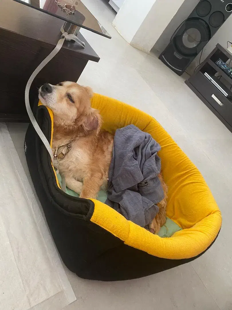 سگ آشپیتز ماده|سگ|رشت, گلسار|دیوار