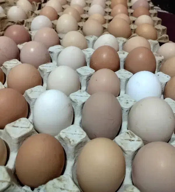 تخم مرغ نطفه دار|حیوانات مزرعه|رشت, استقامت ۲|دیوار