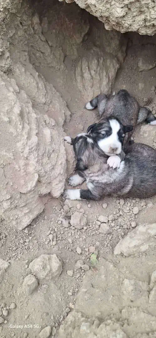 واگذاری دو قلاده توله نرو لاس|سگ|پیر بکران, |دیوار