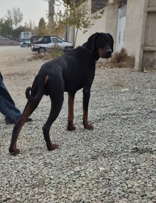 دوبرمن اروپایی نر پوست چرمی|سگ|تهران, درختی|دیوار