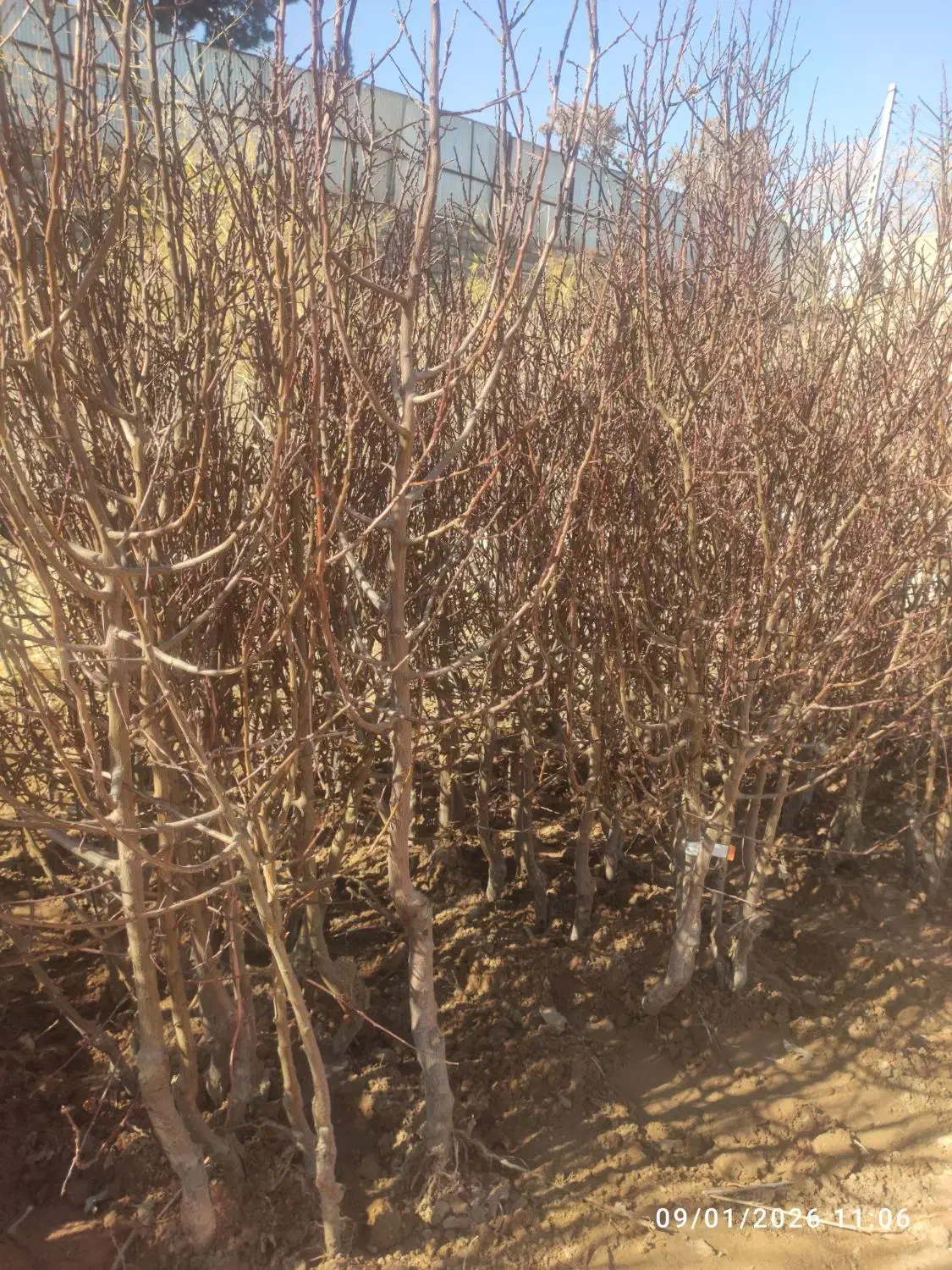 نهال زیتون تلخ|گل و گیاه طبیعی|کرمان, |دیوار