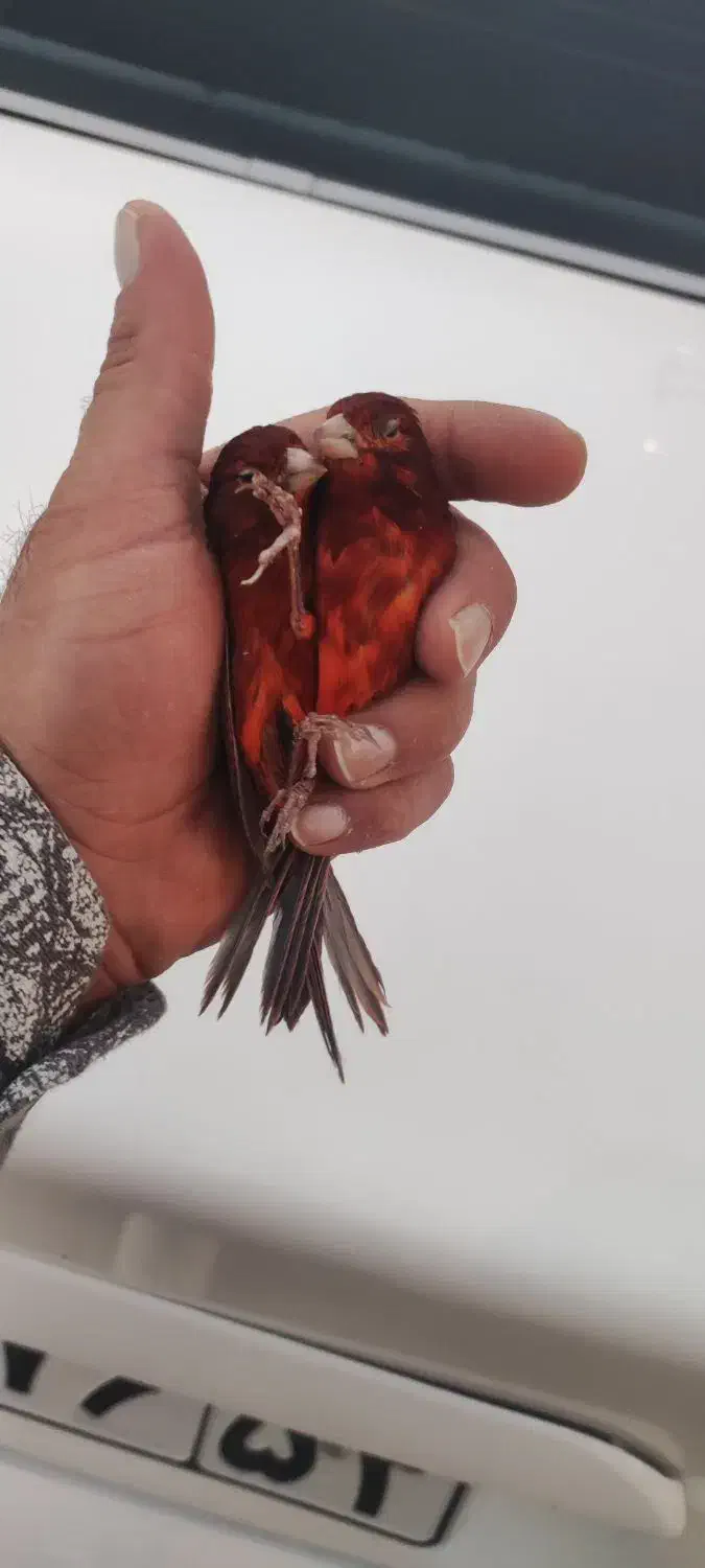 جفت سوخته سرخ و سهره چونه خطی|پرنده|شهرضا, |دیوار