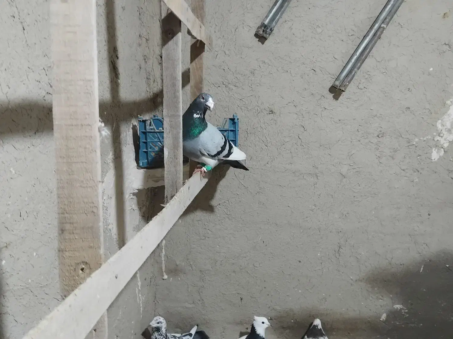 کبوتر|پرنده|شیروان (خراسان), |دیوار