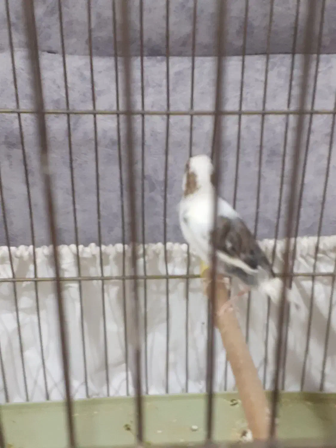 یک عددقناری|پرنده|ملایر, |دیوار