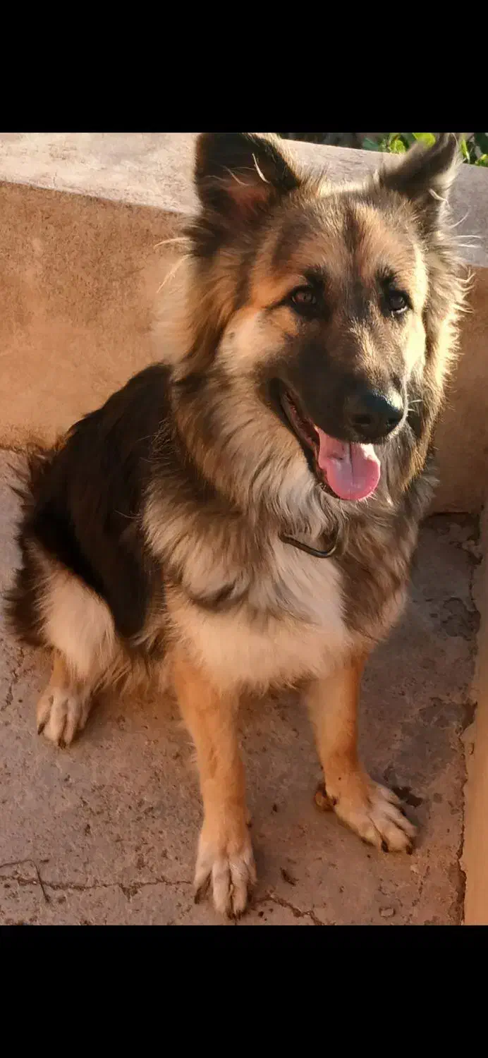 ژرمن شولاین ۹ ماهه ماده|سگ|قزوین, |دیوار