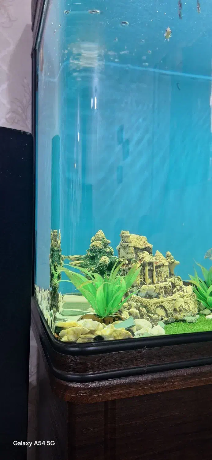 آکواریوم شرکتی|ماهی|اهواز, فولاد|دیوار