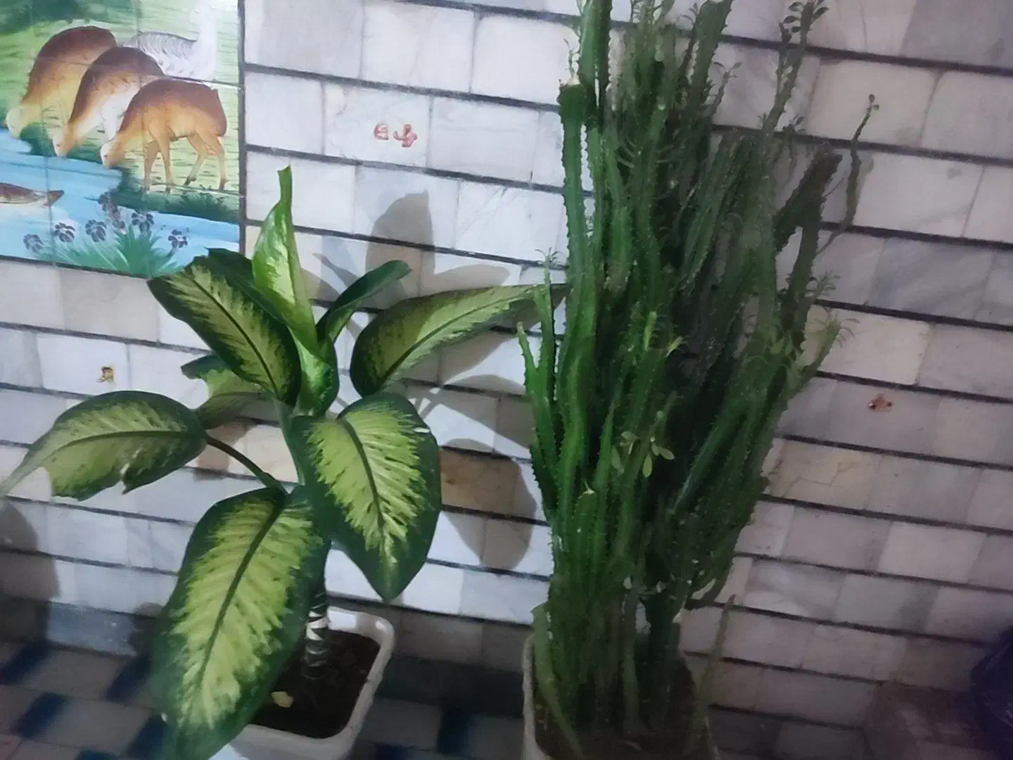 گل دیفن و|گل و گیاه طبیعی|یاسوج, |دیوار