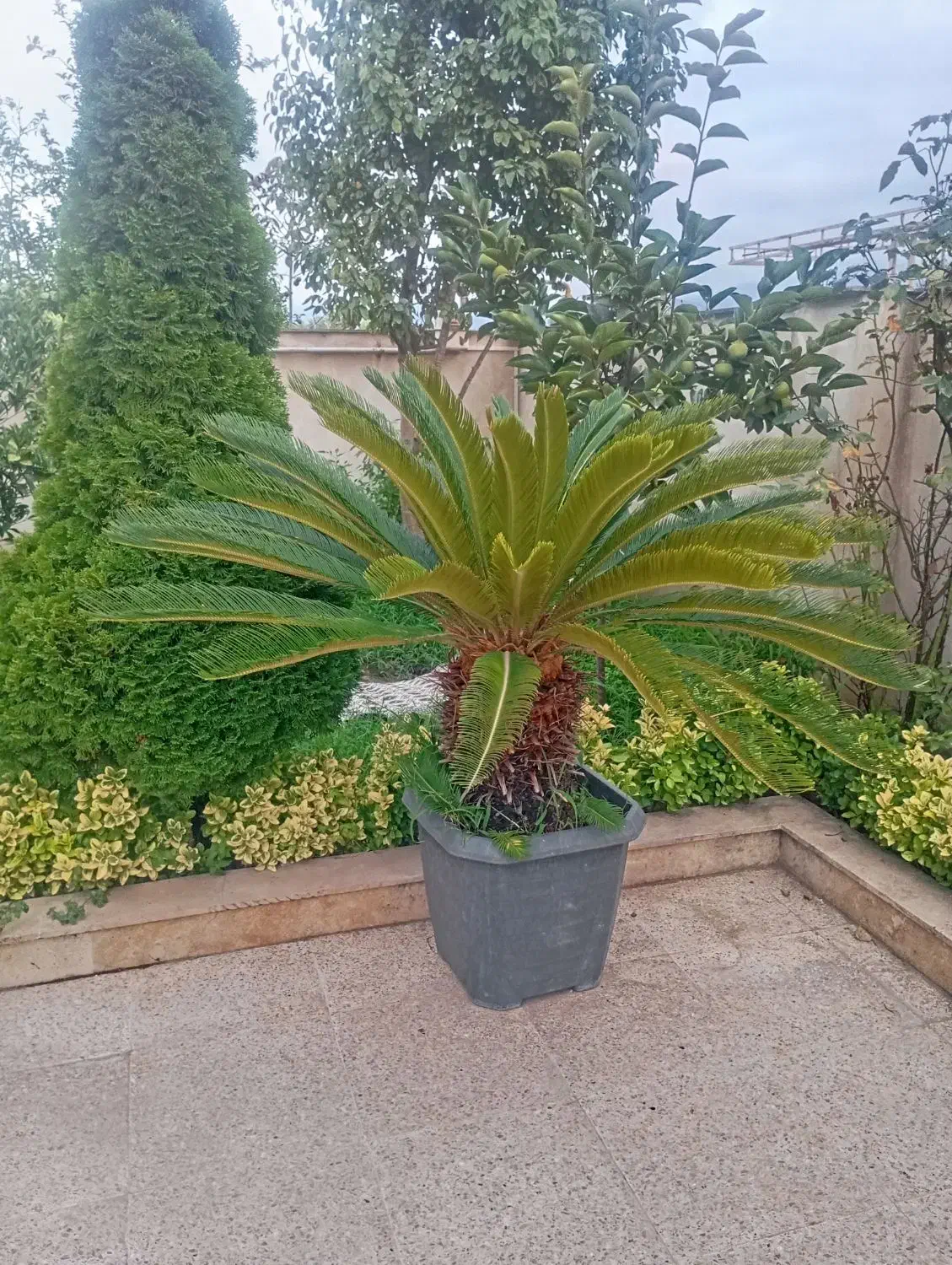 سیکاس سالم وبزرگ|گل و گیاه طبیعی|سلمانشهر, |دیوار