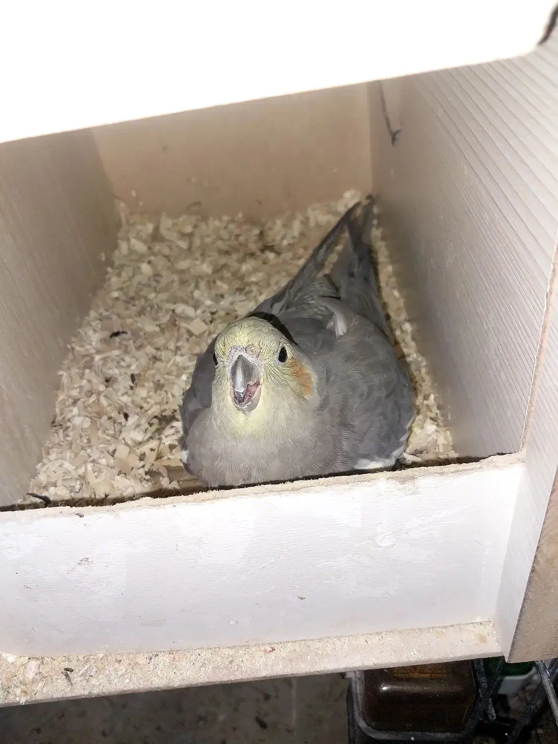 عروس هلندی مولد با جوجه|پرنده|صالح آباد, |دیوار