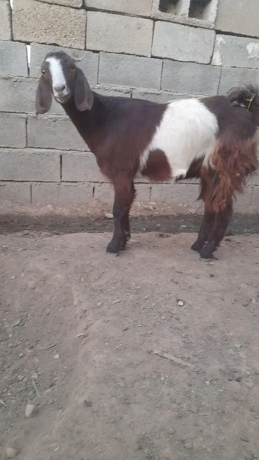 بزغاله ماده دورگه|حیوانات مزرعه|بیستون, |دیوار