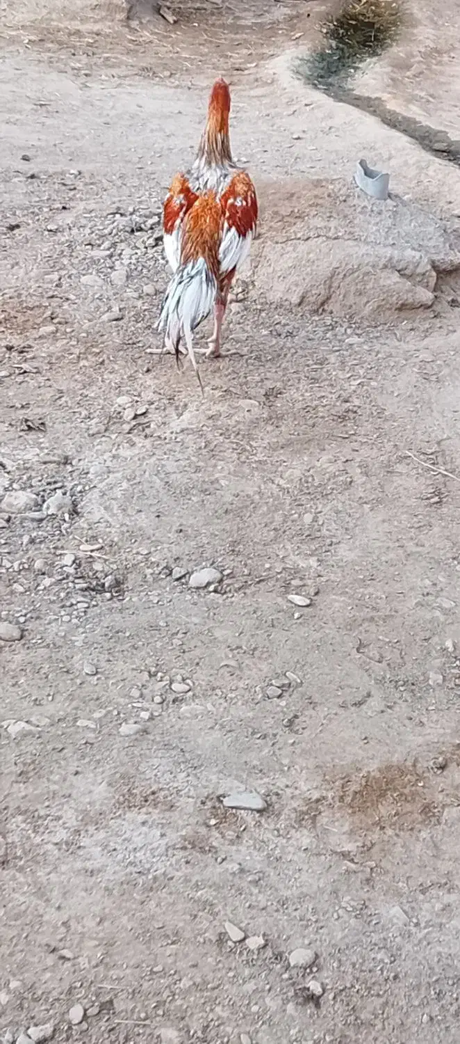 خروس|حیوانات مزرعه|ایرانشهر, |دیوار