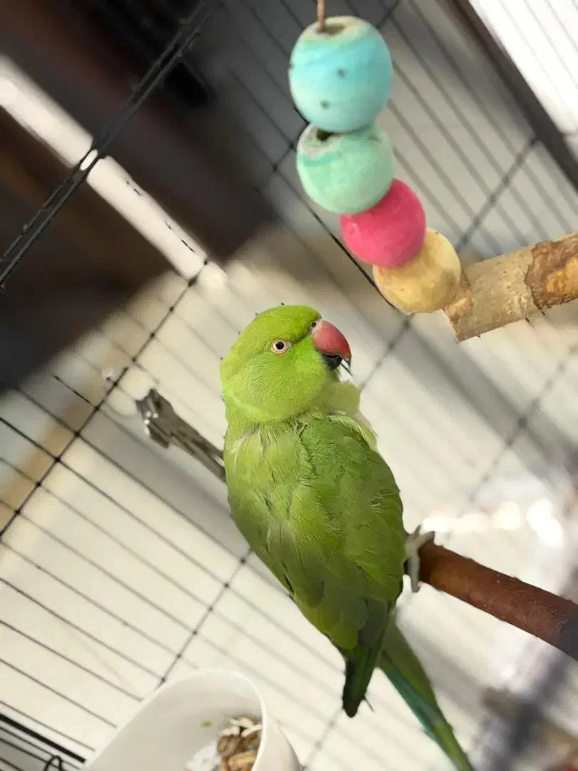 طوطی ملنگو نر|پرنده|آستانه اشرفیه, |دیوار