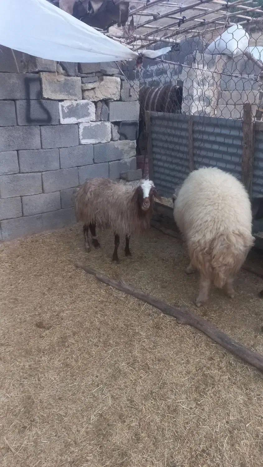 قوچ ورن گوسفند|حیوانات مزرعه|هندمینی, |دیوار