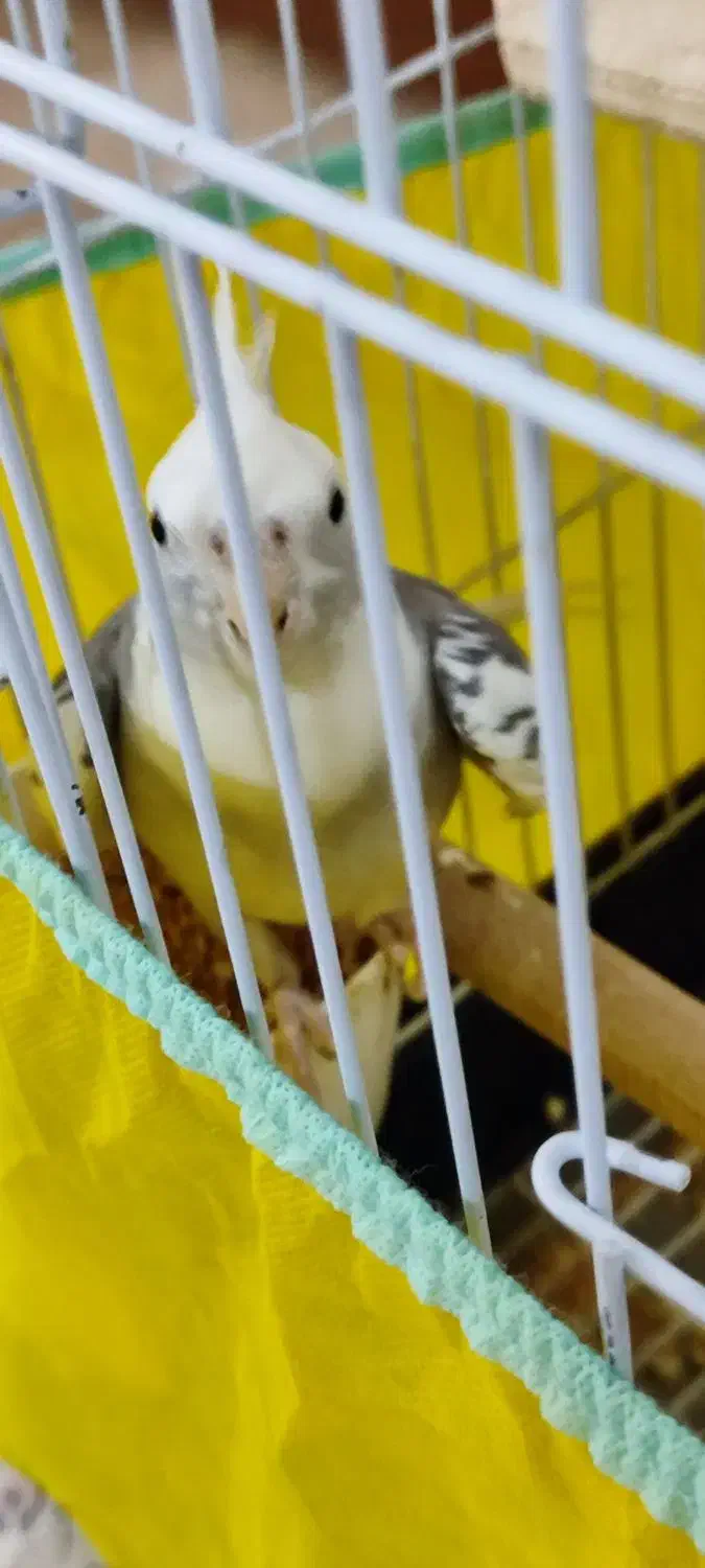 عروس هلندی نر آلبینو دوکت|پرنده|احمدآبادمستوفی, |دیوار