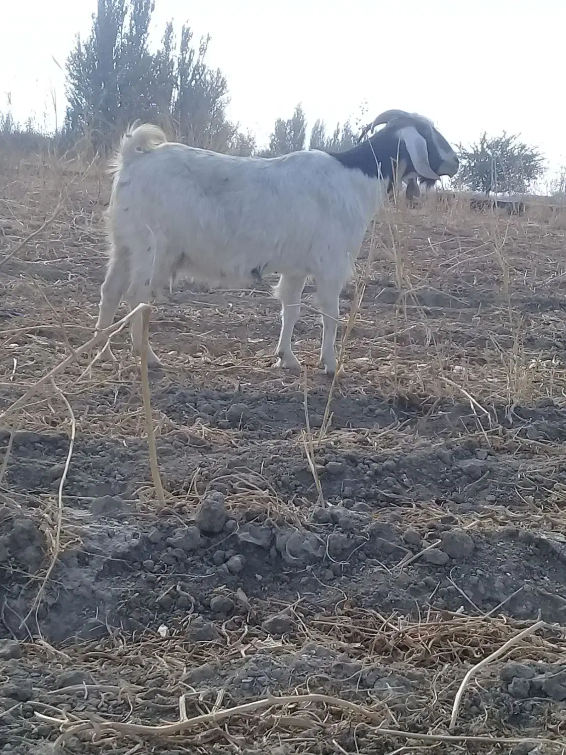 بزعراقی سه ماهه آبستن|حیوانات مزرعه|محمدبار, |دیوار