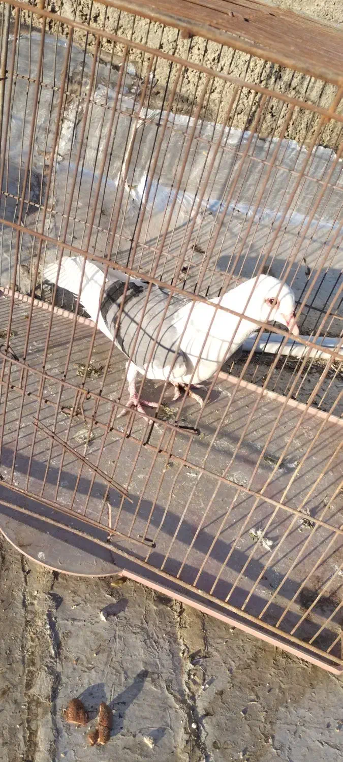 کفتر کبوتر شهری پشت سبز|پرنده|شیراز, جوادیه|دیوار