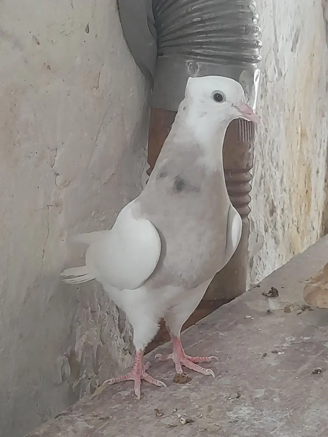 یع جفت طوقی کرم خال سیاه|پرنده|سنندج, |دیوار