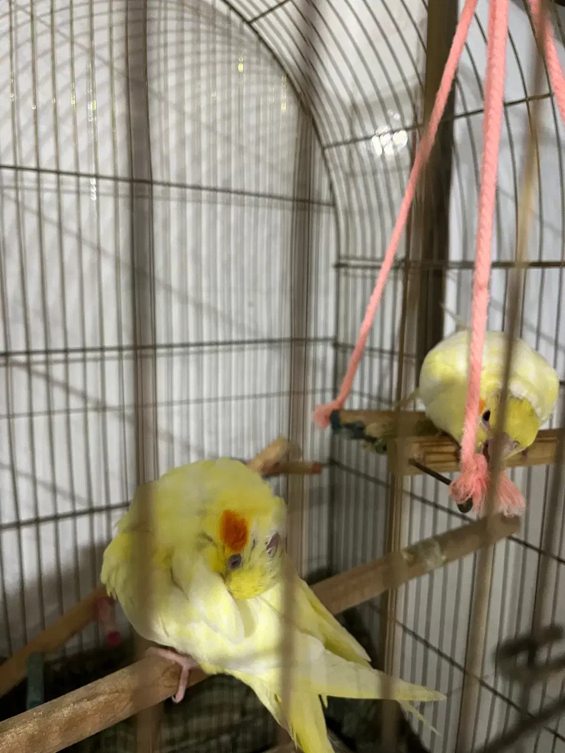 جوجه عروس هلندی|پرنده|گرمسار, |دیوار