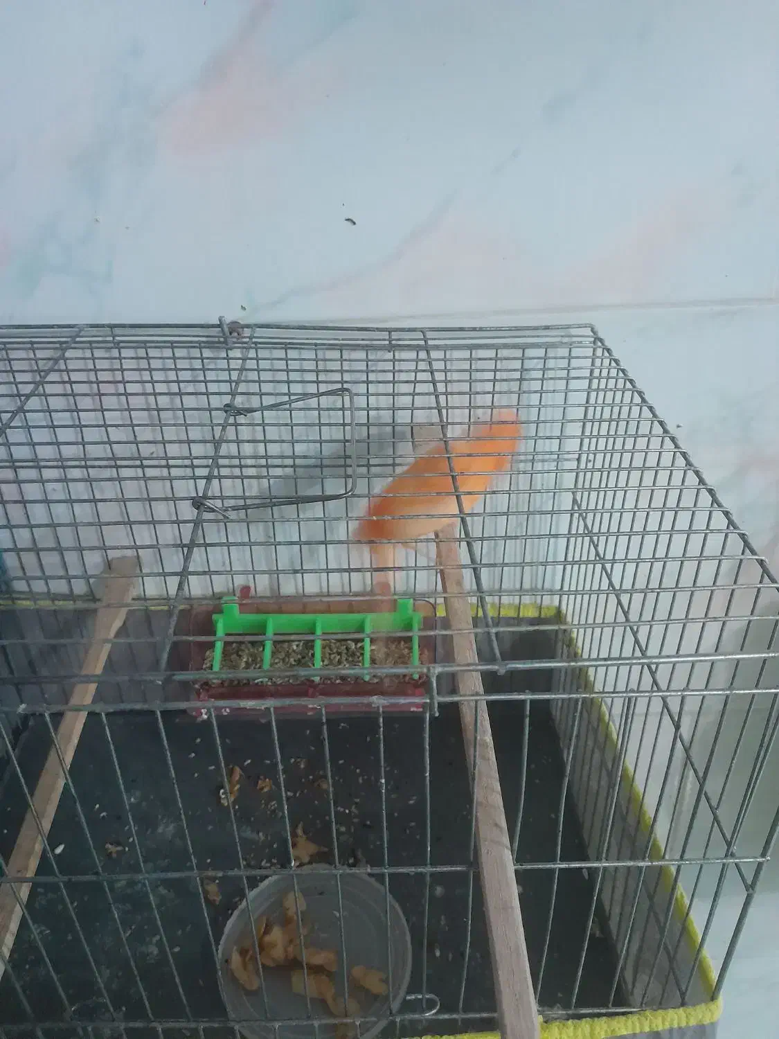 قناری رد فاکتور|پرنده|کرمان, |دیوار