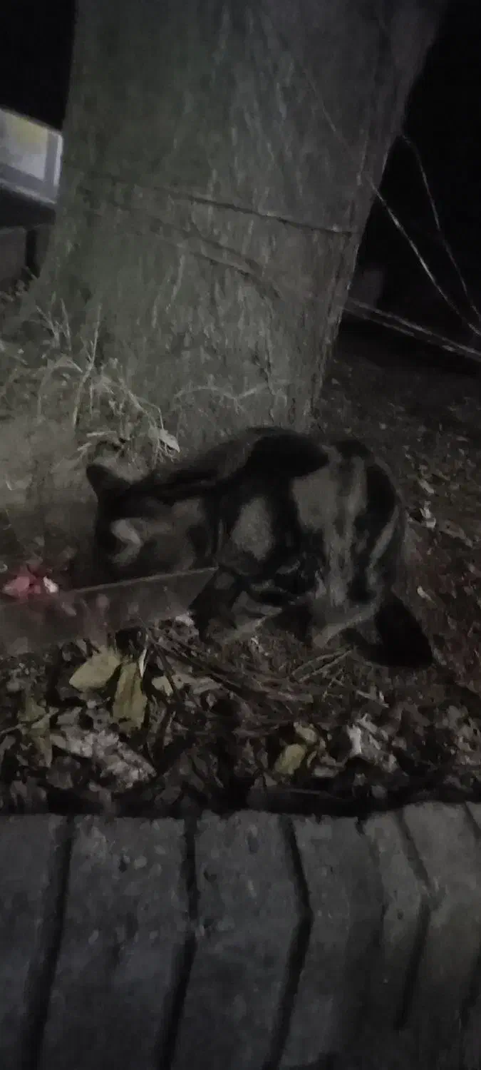 گربه بنگال|گربه|کلاله, |دیوار