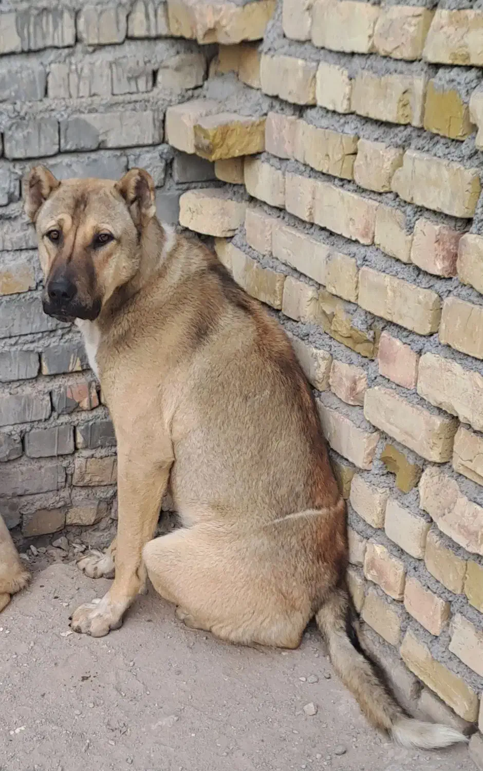 سگ گمشده|سگ|زنجان, |دیوار