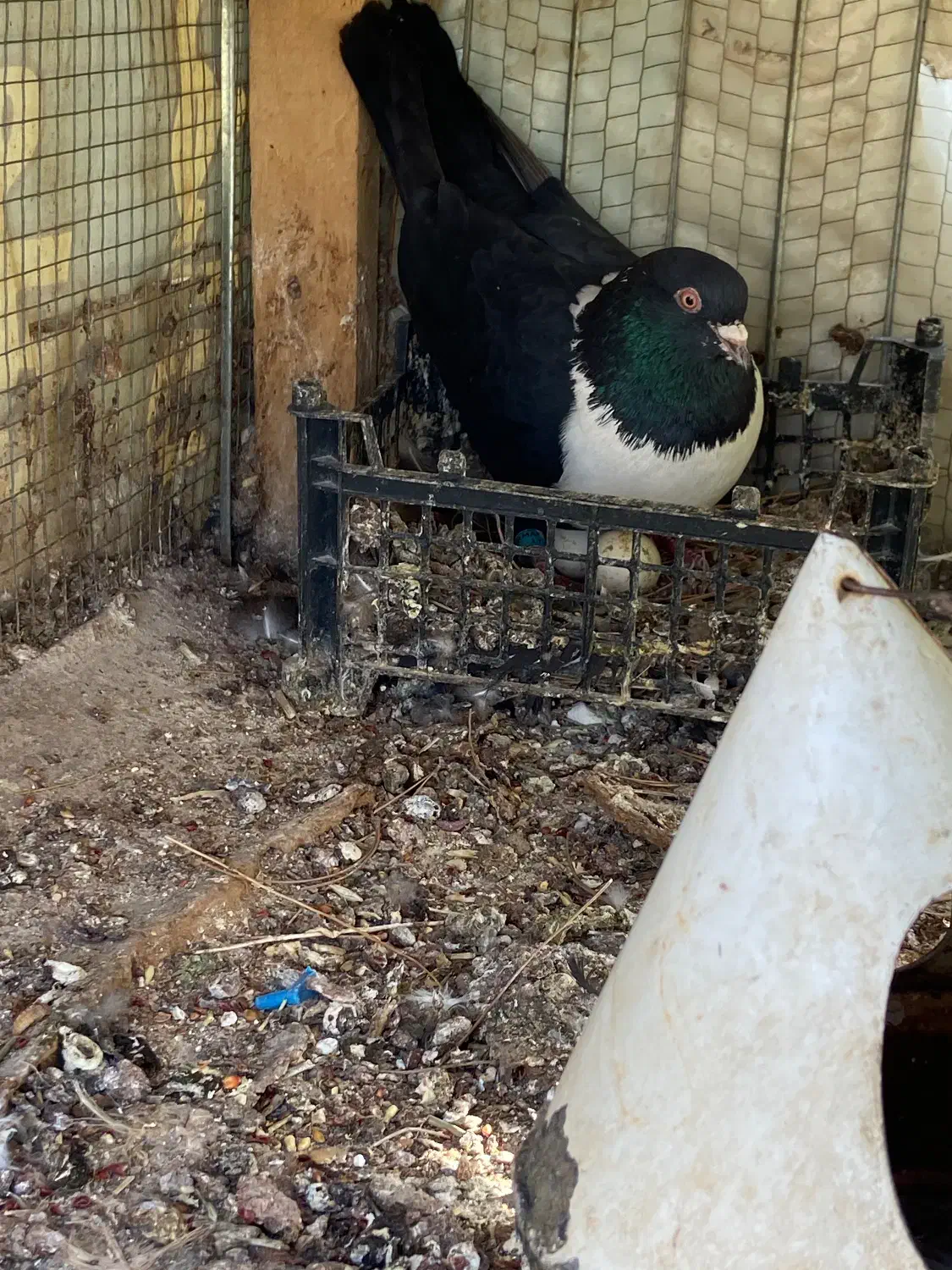 چند تا جوجه کلاغ جوجه سینه سیاه وسرک|پرنده|بجنورد, |دیوار