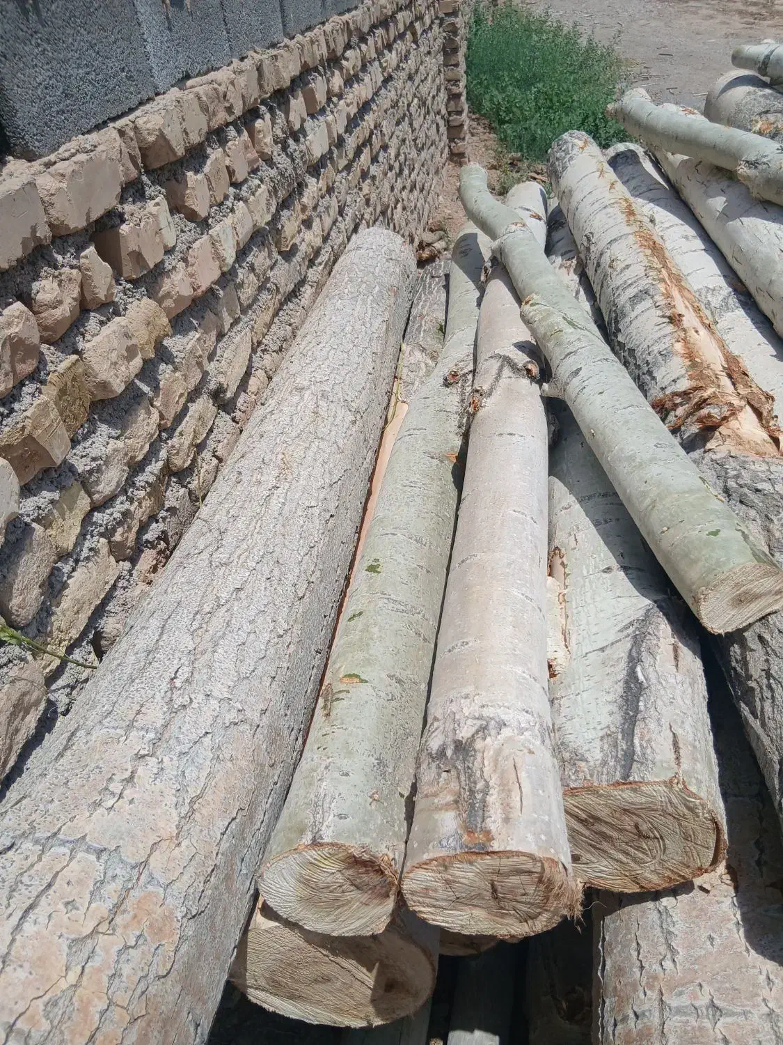 خرید چوب|خدمات باغبانی و درختکاری|قوچان, |دیوار