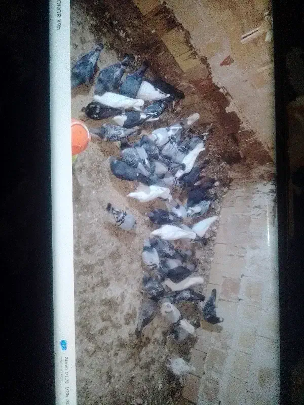 آلمانی و رنگه|پرنده|سلیمان, |دیوار