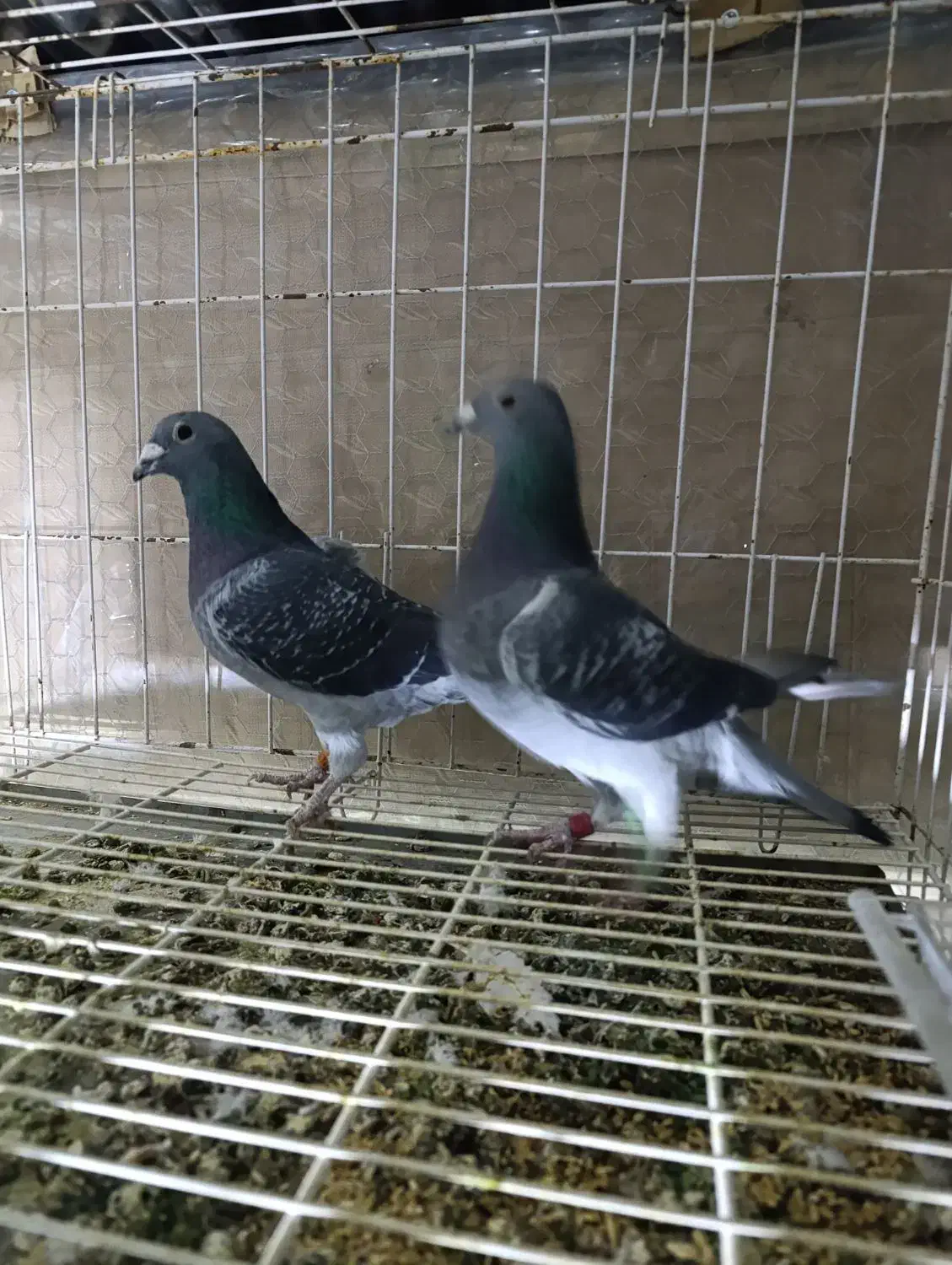 یک جفت کبوتر پلاکی جان اردن خالص|پرنده|بروجرد, |دیوار