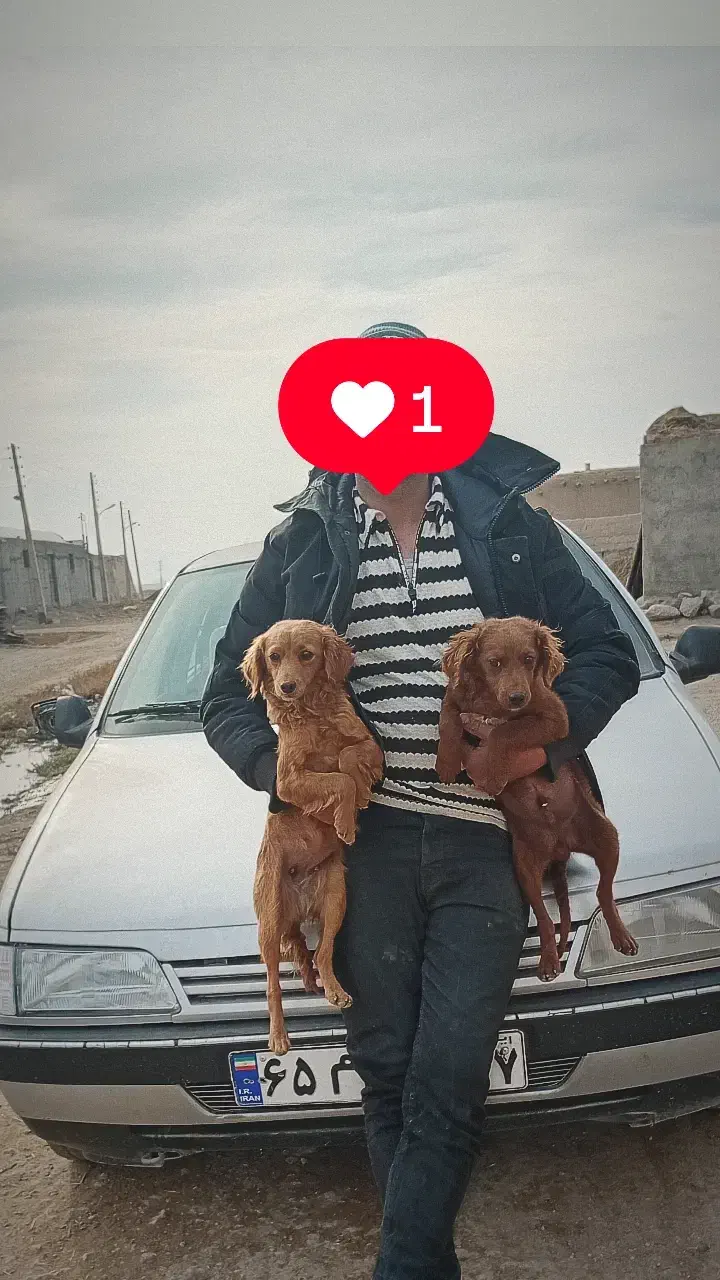 وارداتی ازاسپانیا|سگ|ایواوغلی, |دیوار