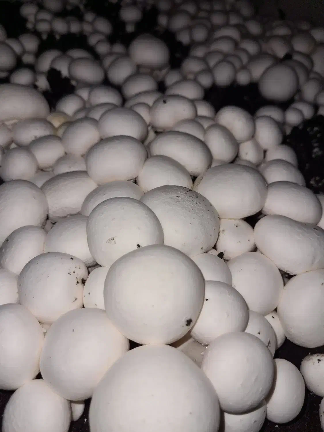 اجاره سالن قارچ مکانیزه|اجارهٔ دفتر صنعتی، کشاورزی، تجاری|رباطکریم, رباطکریم|دیوار