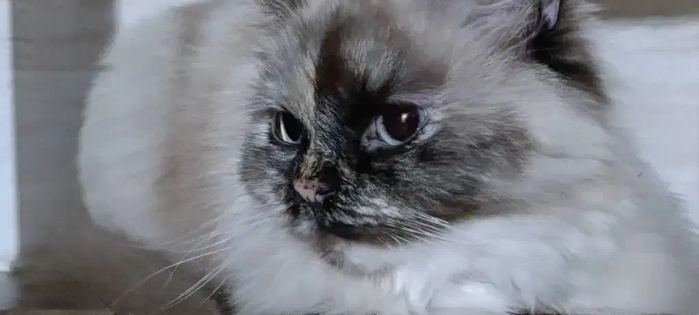 فروش دوتا گربه پرشین نروماده|گربه|بوشهر, |دیوار